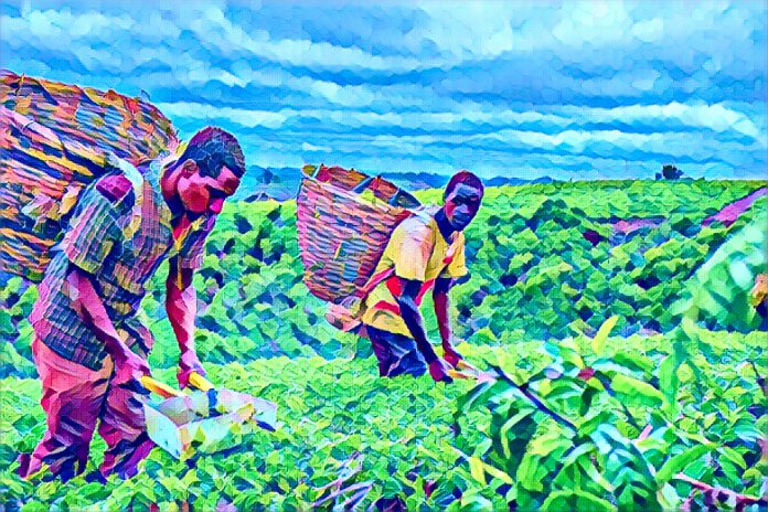 Nigeria agriculture funding