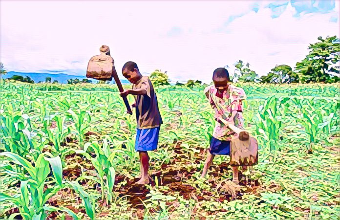 Child Labour in Agriculture, A Major Challenge in West Africa