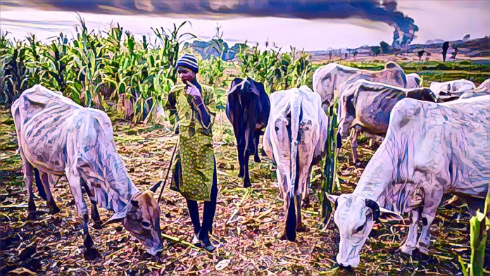 Benue To Conduct A Census of Livestock To Curb Clashes