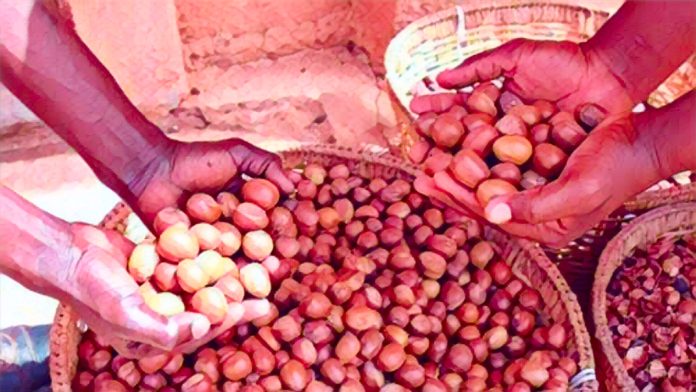 Tinubu Extends Shea Nut Export Ban to Spur Local Processing