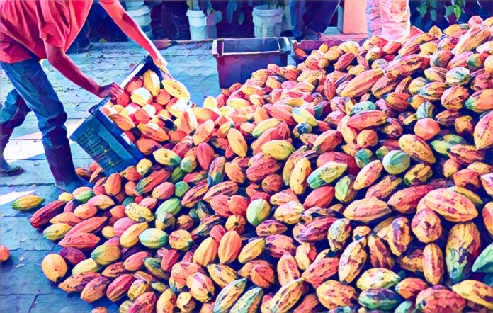 Cocoa farmers raise alarm over persistent price volatility in Africa