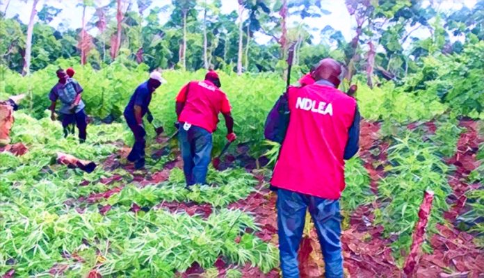 NDLEA destroys 51 hectares of cannabis and arrests 281 suspects in Ekiti
